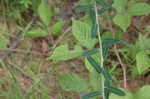 Flowering spurge